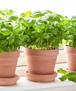 Sweet Basil Live Plant - Set of 2, 3-5 Inch Tall in 4 Inch Pot, Culinary Herb - Image 6