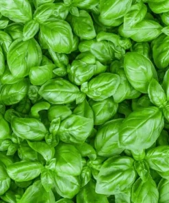 Sweet Basil Live Plant - Set of 2, 3-5 Inch Tall in 4 Inch Pot, Culinary Herb - Image 7