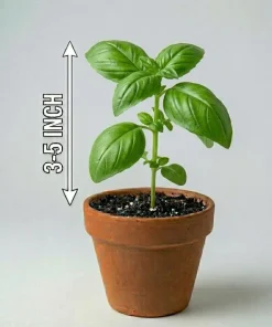 Sweet Basil Live Plant - Set of 2, 3-5 Inch Tall in 4 Inch Pot, Culinary Herb - Image 8