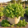 Sweet Basil Live Plant - Set of 2, 3-5 Inch Tall in 4 Inch Pot, Culinary Herb - Image 1