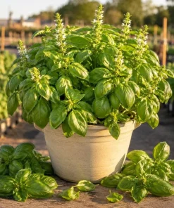 Sweet Basil Live Plant - Set of 2, 3-5 Inch Tall in 4 Inch Pot, Culinary Herb - Image 1