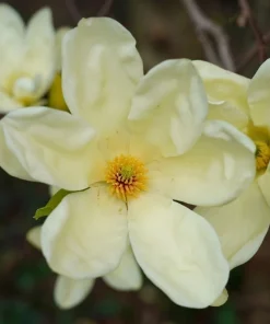 Sweet Bay Magnolia Live Plant - Fragrant Shrub Tree 10-16" Tall, Quart Pot, Outdoor - Image 2