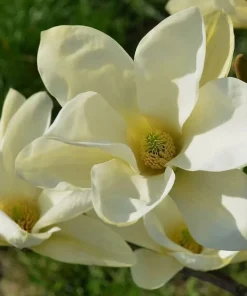 Sweet Bay Magnolia Live Plant - Fragrant Shrub Tree 10-16