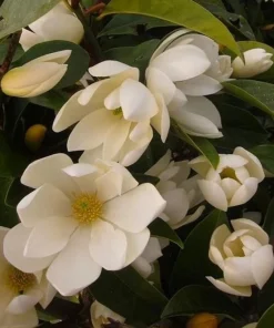 Sweet Bay Magnolia Live Plant - Fragrant Shrub Tree 10-16