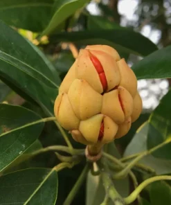 Sweet Bay Magnolia Live Plant - Fragrant Shrub Tree 10-16