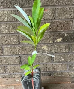 Sweet Bay Magnolia Live Plant - Fragrant Shrub Tree 10-16