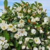 Sweet Bay Magnolia Live Plant - Fragrant Shrub Tree 10-16" Tall, Quart Pot, Outdoor - Image 1