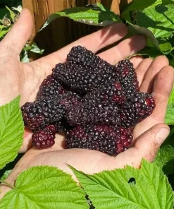 Sweet Giant Thornless Blackberry Live Plant - 1-2 Year Old Well-Rooted Outdoor Berry Bush - Image 2