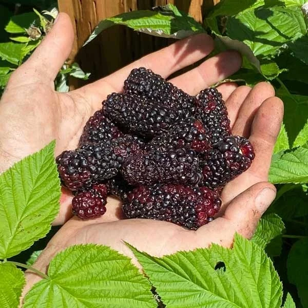 Sweet Giant Thornless Blackberry Live Plant - 1-2 Year Old Well-Rooted Outdoor Berry Bush - Image 2