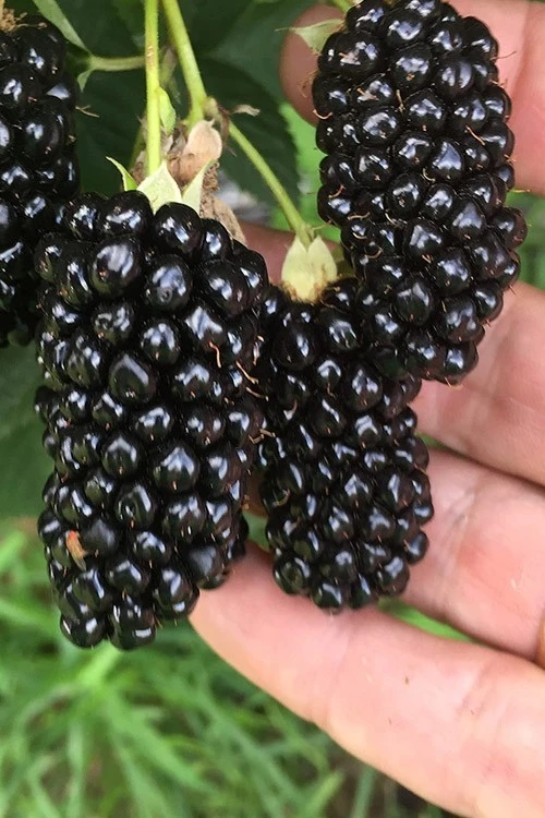 Sweet Giant Thornless Blackberry Live Plant - 1-2 Year Old Well-Rooted Outdoor Berry Bush - Image 3