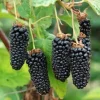 Sweet Giant Thornless Blackberry Live Plant - 1-2 Year Old Well-Rooted Outdoor Berry Bush - Image 1