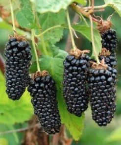 Sweet Giant Thornless Blackberry Live Plant - 1-2 Year Old Well-Rooted Outdoor Berry Bush - Image 1