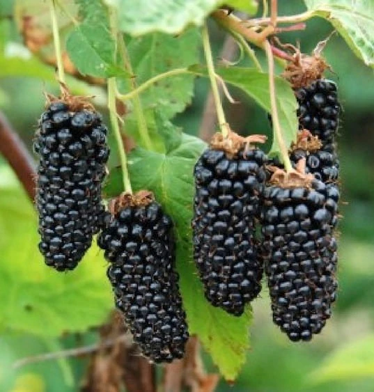 Sweet Giant Thornless Blackberry Live Plant - 1-2 Year Old Well-Rooted Outdoor Berry Bush - Image 1