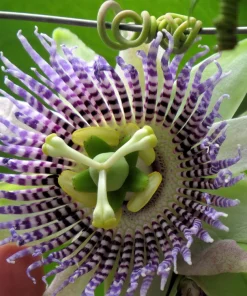 Sweet Granadilla Seeds - Yellow Passionfruit (Passiflora Ligularis) - 10 Seeds - Image 10