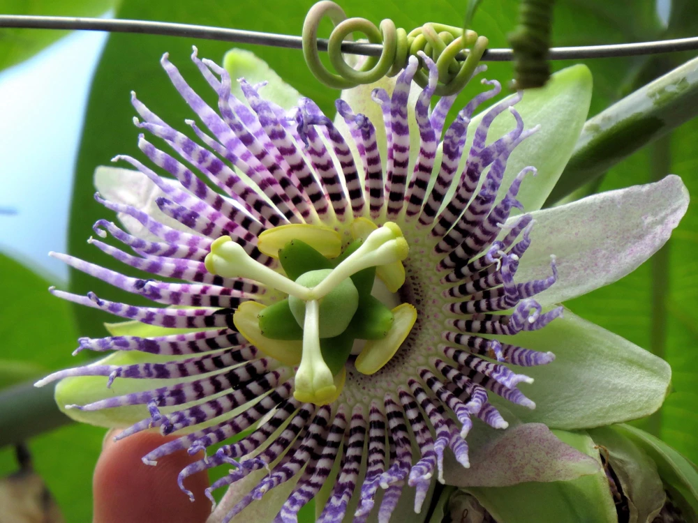 Sweet Granadilla Seeds - Yellow Passionfruit (Passiflora Ligularis) - 10 Seeds - Image 10