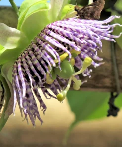 Sweet Granadilla Seeds - Yellow Passionfruit (Passiflora Ligularis) - 10 Seeds - Image 11