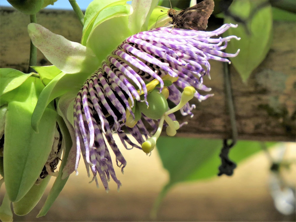 Sweet Granadilla Seeds - Yellow Passionfruit (Passiflora Ligularis) - 10 Seeds - Image 11