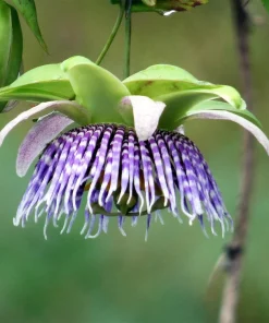 Sweet Granadilla Seeds - Yellow Passionfruit (Passiflora Ligularis) - 10 Seeds - Image 12
