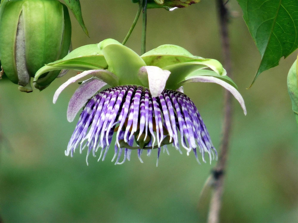 Sweet Granadilla Seeds - Yellow Passionfruit (Passiflora Ligularis) - 10 Seeds - Image 12