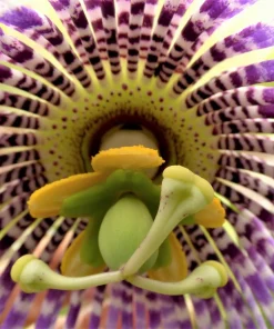 Sweet Granadilla Seeds - Yellow Passionfruit (Passiflora Ligularis) - 10 Seeds - Image 13