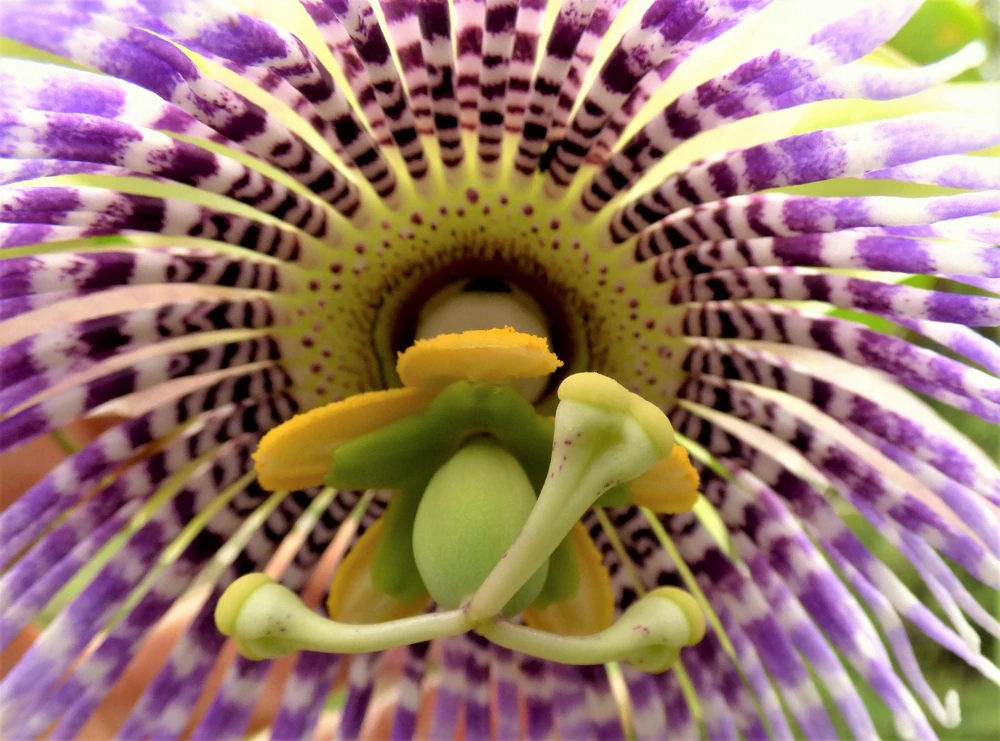 Sweet Granadilla Seeds - Yellow Passionfruit (Passiflora Ligularis) - 10 Seeds - Image 13