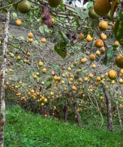 Sweet Granadilla Seeds - Yellow Passionfruit (Passiflora Ligularis) - 10 Seeds - Image 4