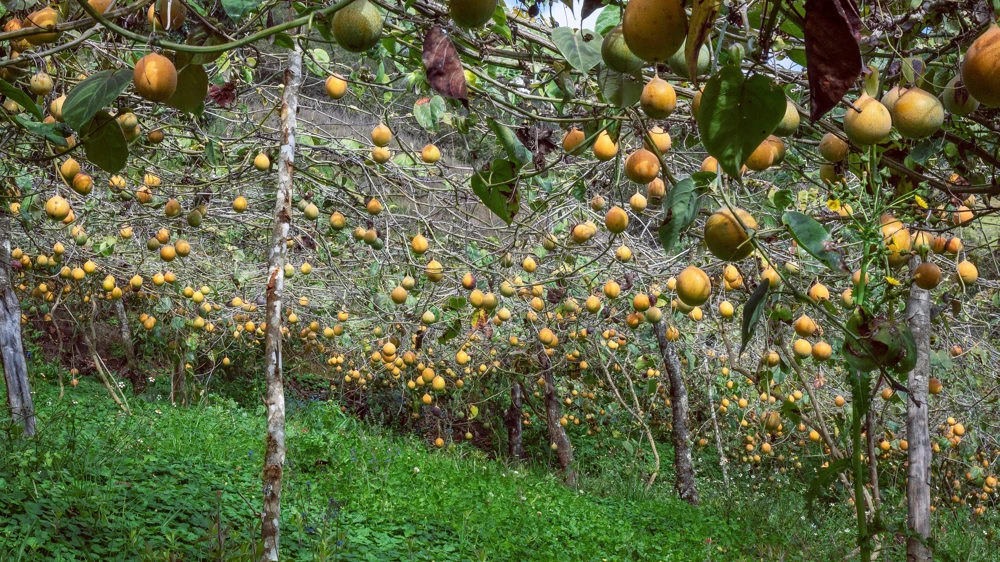 Sweet Granadilla Seeds - Yellow Passionfruit (Passiflora Ligularis) - 10 Seeds - Image 4