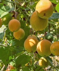 Sweet Granadilla Seeds - Yellow Passionfruit (Passiflora Ligularis) - 10 Seeds - Image 5