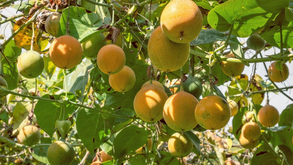 Sweet Granadilla Seeds - Yellow Passionfruit (Passiflora Ligularis) - 10 Seeds - Image 5