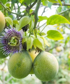 Sweet Granadilla Seeds - Yellow Passionfruit (Passiflora Ligularis) - 10 Seeds - Image 6