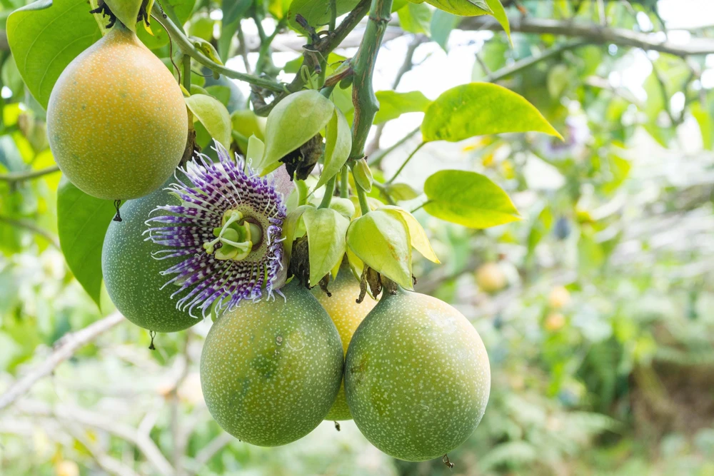 Sweet Granadilla Seeds - Yellow Passionfruit (Passiflora Ligularis) - 10 Seeds - Image 6