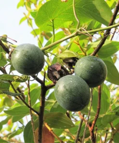 Sweet Granadilla Seeds - Yellow Passionfruit (Passiflora Ligularis) - 10 Seeds - Image 8