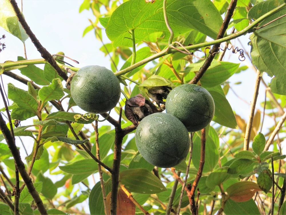 Sweet Granadilla Seeds - Yellow Passionfruit (Passiflora Ligularis) - 10 Seeds - Image 8
