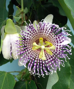 Sweet Granadilla Seeds - Yellow Passionfruit (Passiflora Ligularis) - 10 Seeds - Image 9