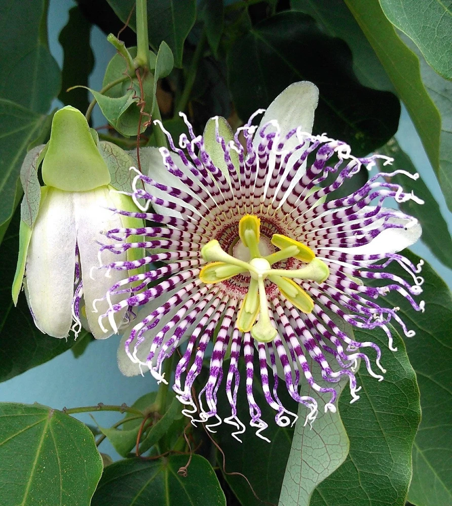 Sweet Granadilla Seeds - Yellow Passionfruit (Passiflora Ligularis) - 10 Seeds - Image 9