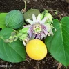 Sweet Granadilla Seeds - Yellow Passionfruit (Passiflora Ligularis) - 10 Seeds - Image 1