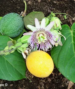 Sweet Granadilla Seeds - Yellow Passionfruit (Passiflora Ligularis) - 10 Seeds - Image 1