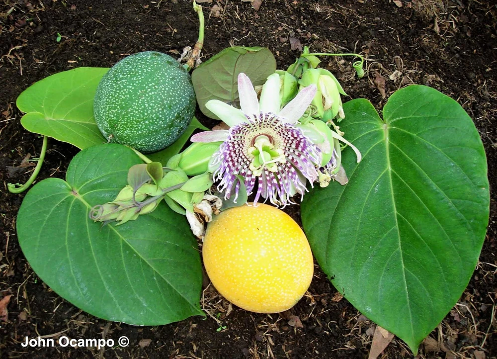 Sweet Granadilla Seeds - Yellow Passionfruit (Passiflora Ligularis) - 10 Seeds - Image 1