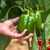 Sweet Green California Wonder Bell Pepper Seeds - 200 Count - Image 1