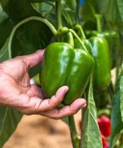 Sweet Green California Wonder Bell Pepper Seeds - 200 Count - Image 1