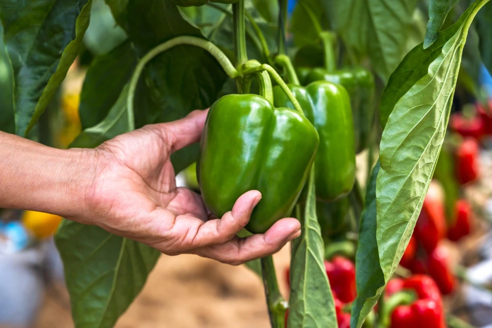 Sweet Green California Wonder Bell Pepper Seeds - 200 Count - Image 1