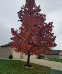Sweet Gum Live Tree (Liquidambar styraciflua) - Fast Growing Shade Tree, 18-24" Tall - Image 2