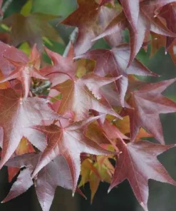 Sweet Gum Live Tree (Liquidambar styraciflua) - Fast Growing Shade Tree, 18-24