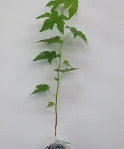 Sweet Gum Live Tree (Liquidambar styraciflua) - Fast Growing Shade Tree, 18-24