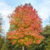 Sweet Gum Live Tree (Liquidambar styraciflua) - Fast Growing Shade Tree, 18-24" Tall - Image 1