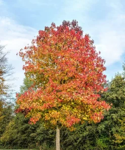Sweet Gum Live Tree (Liquidambar styraciflua) - Fast Growing Shade Tree, 18-24" Tall - Image 1