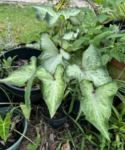 Sweet Jungle Caladium Live Plant - Fancy Leaf Elephant Ear Houseplant - Image 1