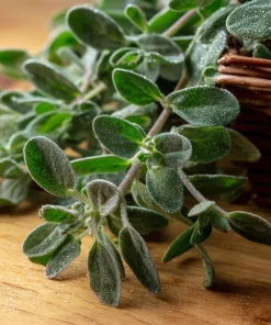 Sweet Marjoram Seeds – Origanum majorana – 150 Seeds – Aromatic Heirloom Herb - Image 2