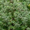 Sweet Marjoram Seeds – Origanum majorana – 150 Seeds – Aromatic Heirloom Herb - Image 1