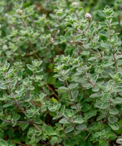Sweet Marjoram Seeds – Origanum majorana – 150 Seeds – Aromatic Heirloom Herb - Image 1